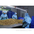 Factory price sale shelled walnut halves light color